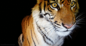 Tijger GIF. Dieren Wild Tijger Geel Gifs Bakkebaarden 