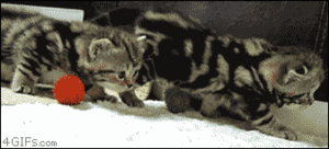 Tijger GIF. Dieren Kat Tijger Gifs 