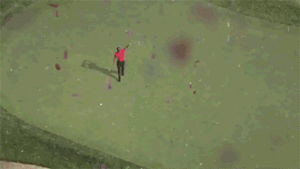 Tijger GIF. Dieren Ogen Tijger Blauw Gifs 