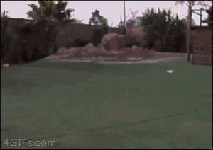 Tijger GIF. Dieren Dierentuin Tijger Gifs Dier Knipperen Relaxed Welp Chilling 