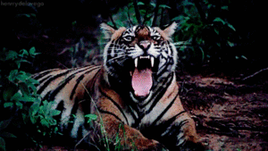 Tijger GIF. Dieren Natuur Tijger Gifs Dier Dieren+in+het+wild 