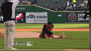 Tijger GIF. Dieren Film Tijger Boot Gifs Gek 4 