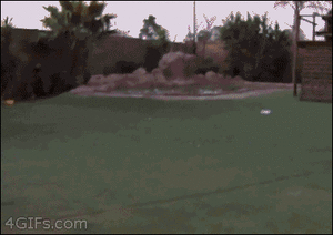 Tijger GIF. Dieren Tijger Gifs 