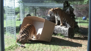 Tijger GIF. Dieren Liefde Tijger Gifs Schoonheid Amor Carinho Tigre 