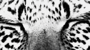 Tijger GIF. Dieren Tijger Gifs Het+liggen Naadloos Ademhaling 