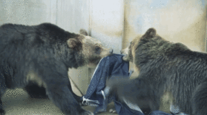 Tijger GIF. Dieren Kunst Tijger Driehoek Gifs 