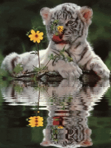 Tijger GIF. Dieren Natuur Tijger Gifs 