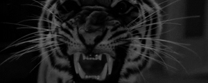 Tijger GIF. Dieren Gebit Tijger Gifs Gebrul Giftanden 