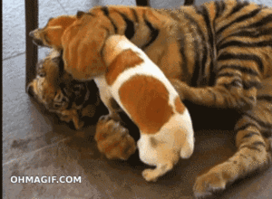 Tijger GIF. Dieren Tong Tijger Gifs Majestueus 