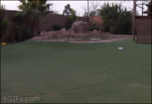 Tijger GIF. Dieren Natuur Tijger Gifs 
