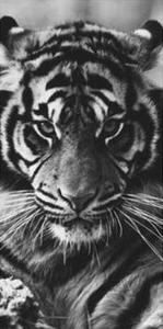 Tijger GIF. Dieren Tijger Gifs 