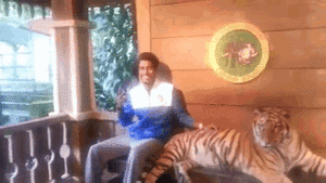 Tijger GIF. Dieren Spelen Tijger Gifs Hond 