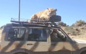 Tijger GIF. Dieren Zwemmen Water Tijger Gifs Poten 