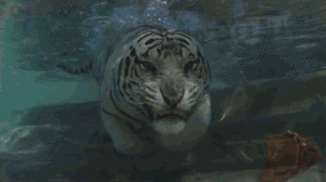 Tijger GIF. Dieren Zwemmen Tijger Gifs Onderwater Poot 