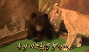 Tijger GIF. Dieren Bang Tijger Gifs Dragen 