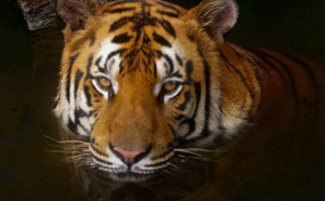 Tijger GIF. Dieren Zwemmen Tijger Gifs Onderwater 