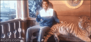 Tijger GIF. Dieren Vlees Voedsel Tijger Wit Gifs Eng Onderwater 