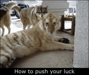 Tijger GIF. Dieren Tijger Gifs Haai 