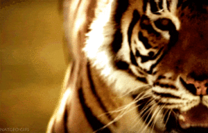 Tijger GIF. Dieren Tijger Gifs Dier Bengalen Siberisch 