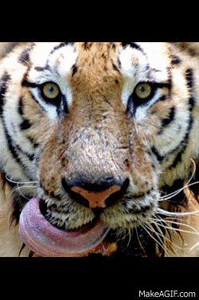 Honden GIF. Dieren Tijger Gifs Hond 