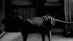Tijger GIF. Dieren Dierentuin Tijger Gifs Dier Knipperen Relaxed Welp Chilling 