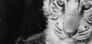 Tijger GIF. Dieren Tijger Gifs 