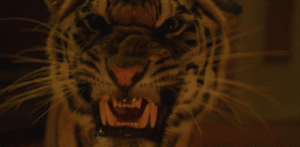Tijger GIF. Dieren Voedsel Tijger Gifs Vent Probeert 