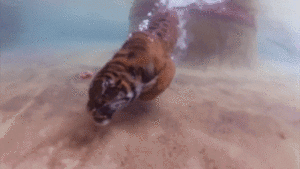Tijger GIF. Dieren Tijger Gifs Grommen 