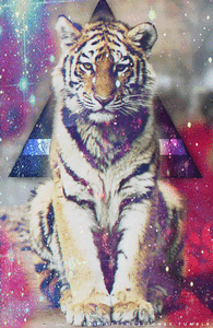 Tijger GIF. Dieren Kat Tijger Gifs Gebrul 