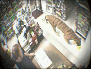 Tijger GIF. Dieren Vrienden Tijger Gifs 