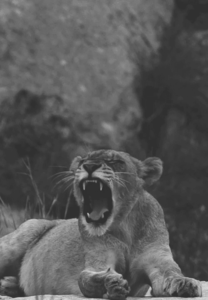 Tijger GIF. Dieren Tijger Gifs Wakker 