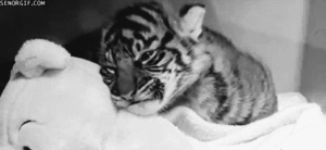Tijger GIF. Dieren Leeuw Tijger Gifs 
