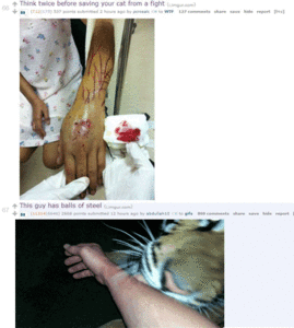Tijger GIF. Dieren Tijger Gifs Tand 