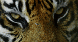 Tijger GIF. Dieren Ogen Tijger Gifs Knipperen Relaxed 