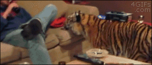 Tijger GIF. Dieren Schattig Tijger Gifs Kind 