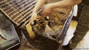 Tijger GIF. Dieren Kat Tijger Gifs Gebrul 
