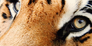 Tijger GIF. Dieren Zwemmen Schattig Water Tijger Gifs Critter 