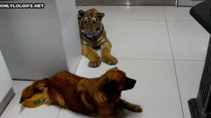 Honden GIF. Dieren Spelen Tijger Gifs Hond 