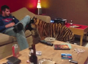 Tijger GIF. Dieren Tijger Gifs 