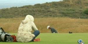 Tijger GIF. Dieren Tong Tijger Gifs Majestueus 