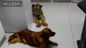 Tijger GIF. Anime Dieren Tijger Gifs Geanimeerde 