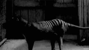Tijger GIF. Anime Dieren Tijger Gifs Geanimeerde 