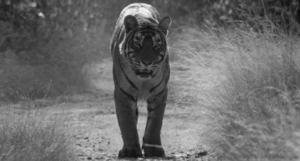 Tijger GIF. Dieren Natuur Tijger Gifs 