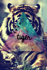 Tijger GIF. Dieren Natuur Tijger Gifs Dier Dieren+in+het+wild 
