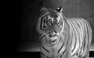 Tijger GIF. Dieren Bang Film Tijger Gifs Geschokt Lopend 