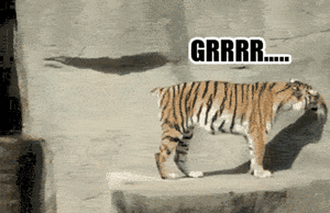 Tijger GIF. Dieren Tijger Gifs Pandasproblems 