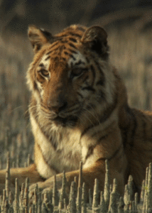 Tijger GIF. Dieren Grappig Wild Tijger Gifs Glimlach Glimlachen 