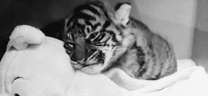 Tijger GIF. Dieren Verward Baby Tijger Gifs Welpen 