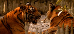 Tijger GIF. Dieren Leeuw Tijger Gifs 