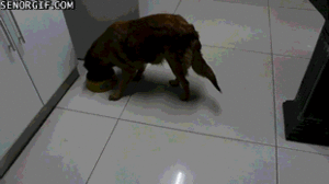 Tijger GIF. Dieren Gebit Tijger Gifs Gebrul Giftanden 